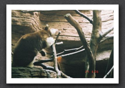 Zoo-TreeKangaroo