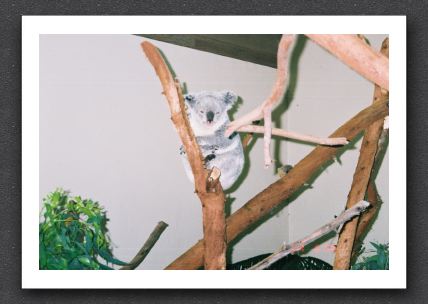 Zoo-Koala