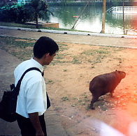 capybara-garpincho